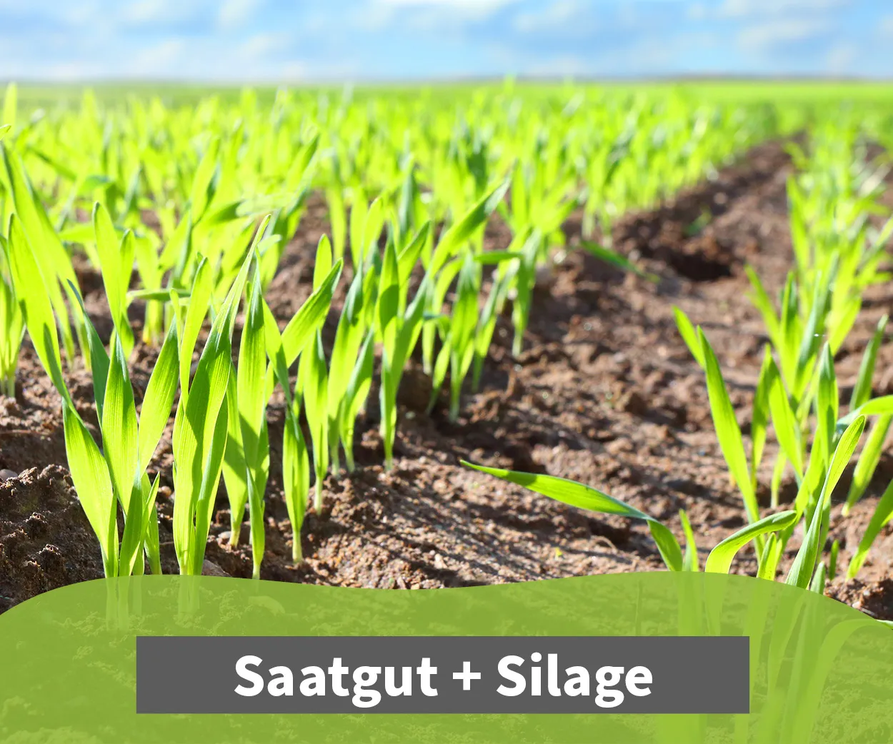 Kategorie Saatgut-Silage